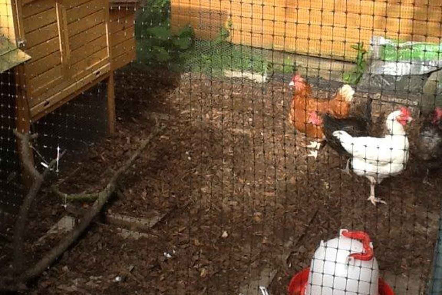 Aluminium Chicken And Poultry Cage - Harrod Horticultural (Uk)