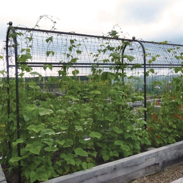 Heavy Duty Pea and Bean Netting Harrod Horticultural