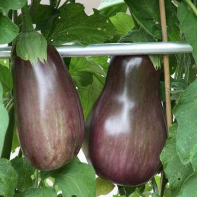 Organic Aubergine Black Beauty Seeds - Harrod Horticultural (UK)