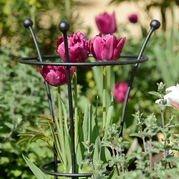 Peony Plant Supports in Black by Harrod Horticultural