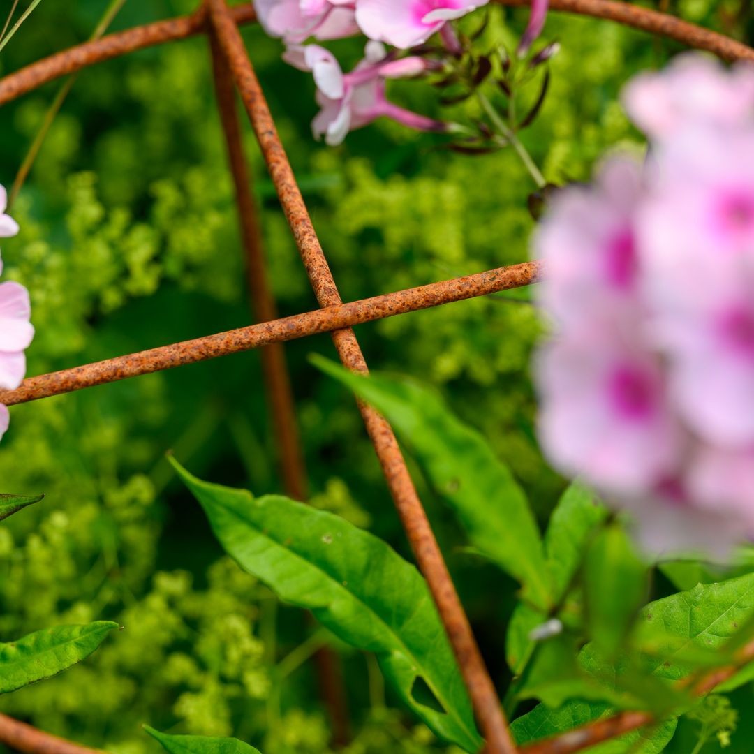 Grow Through Plant Supports - Harrod Horticultural