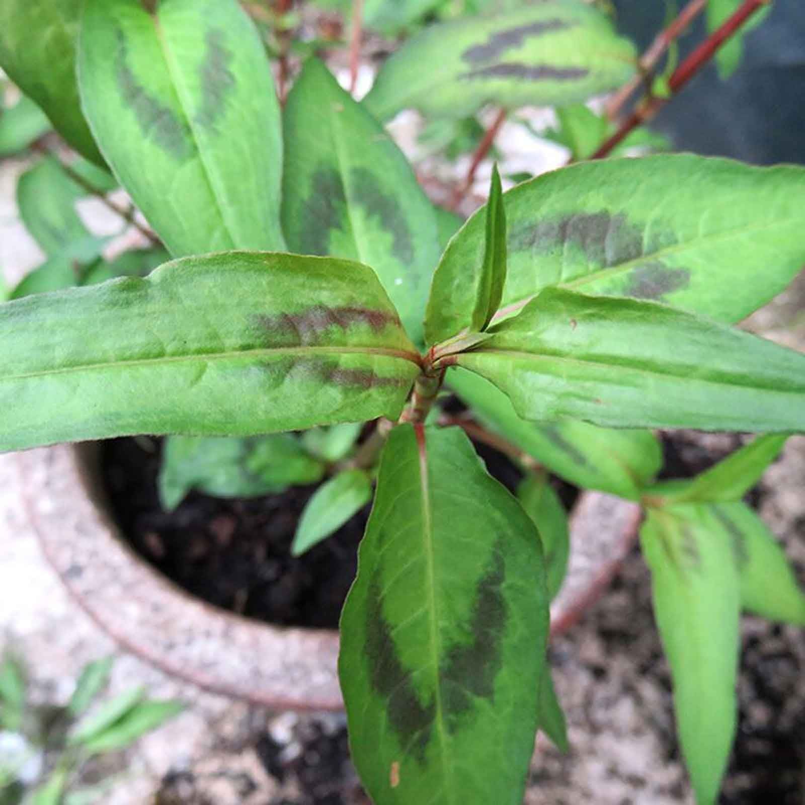 Vietnamese Coriander (3 Plants) Organic - Harrod Horticultural