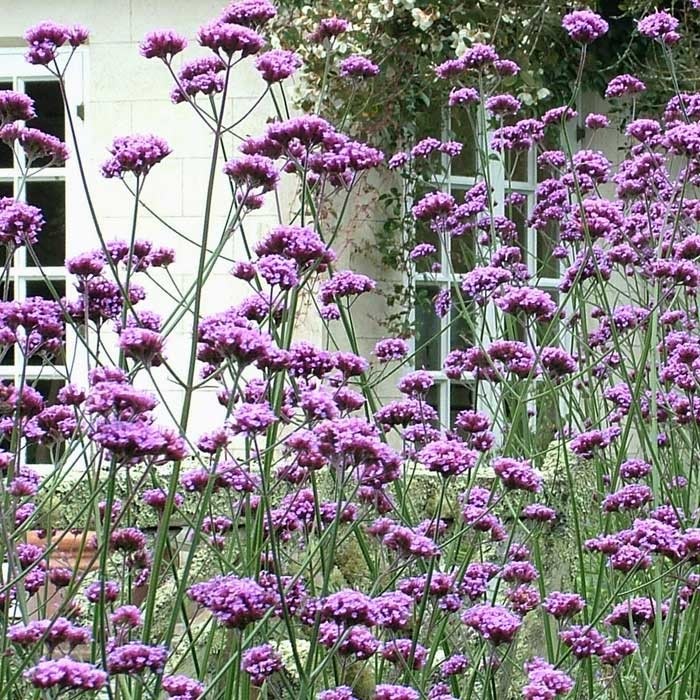 verbena bonariensis harrod horticultural