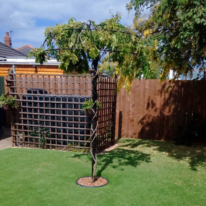 Wisteria Umbrella Plant Support Harrod Horticultural Pergola Garden Wisteria Wisteria Pergola