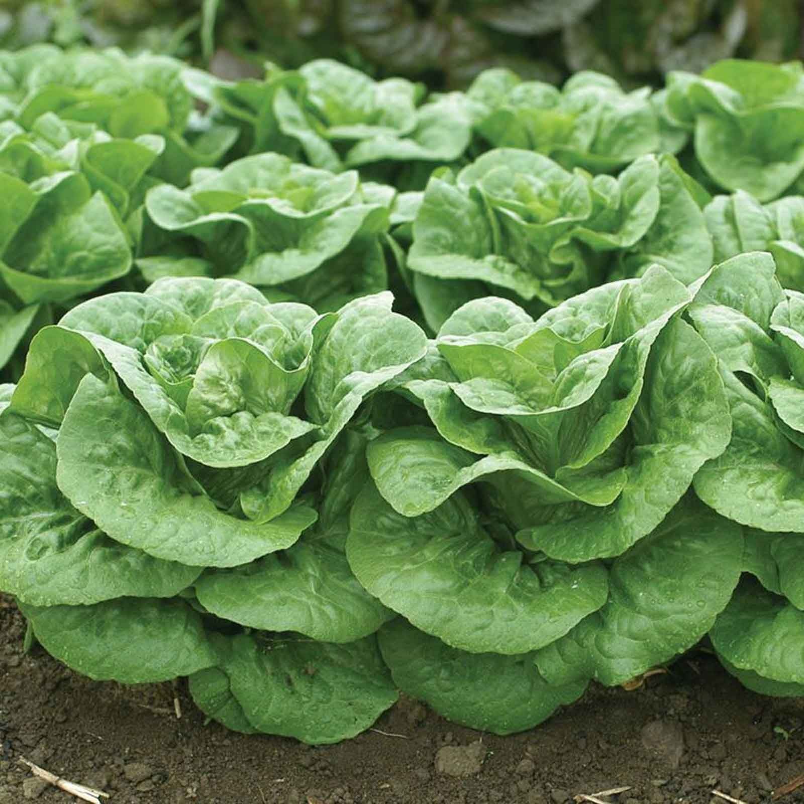 Autumn - Lettuce Winter Density (10 Plants) Organic - Harrod Horticultural