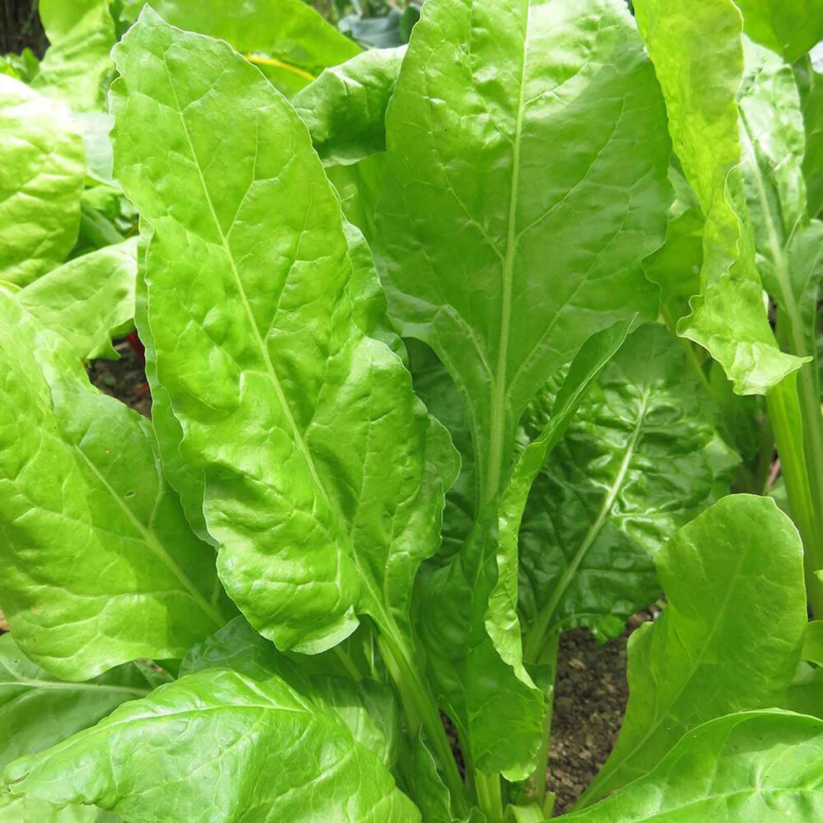Autumn Spinach Perpetual (10 Plants) Organic Harrod Horticultural