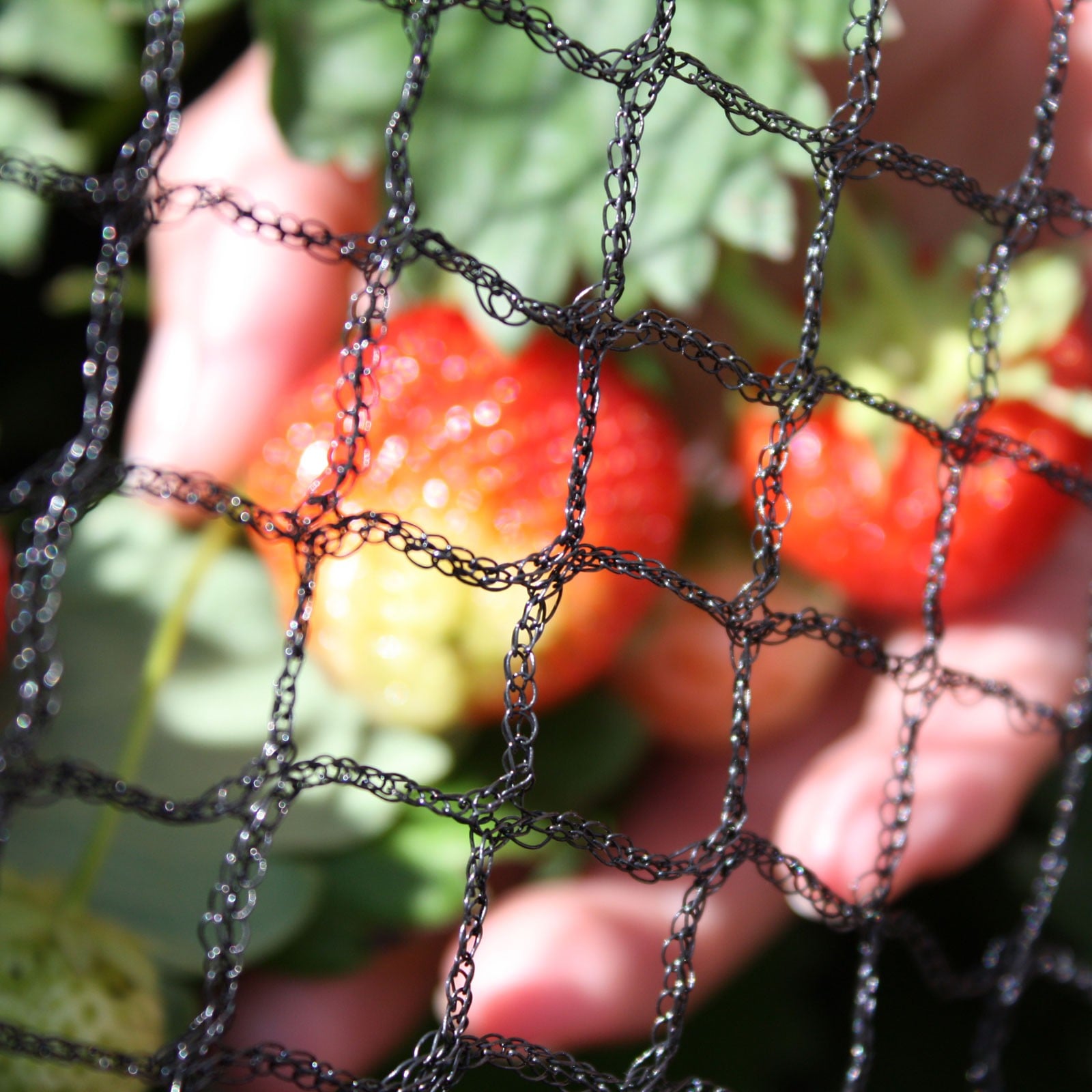 High Quality Bird Netting to Protect Your Plants - Harrod Horticultural