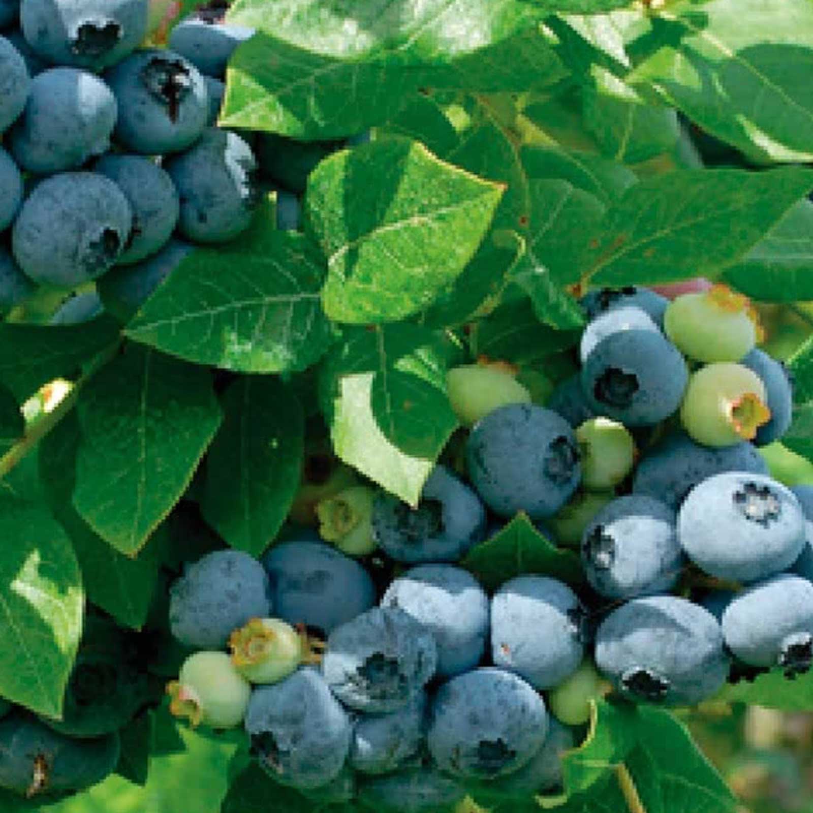 Blueberry Liberty Harrod Horticultural