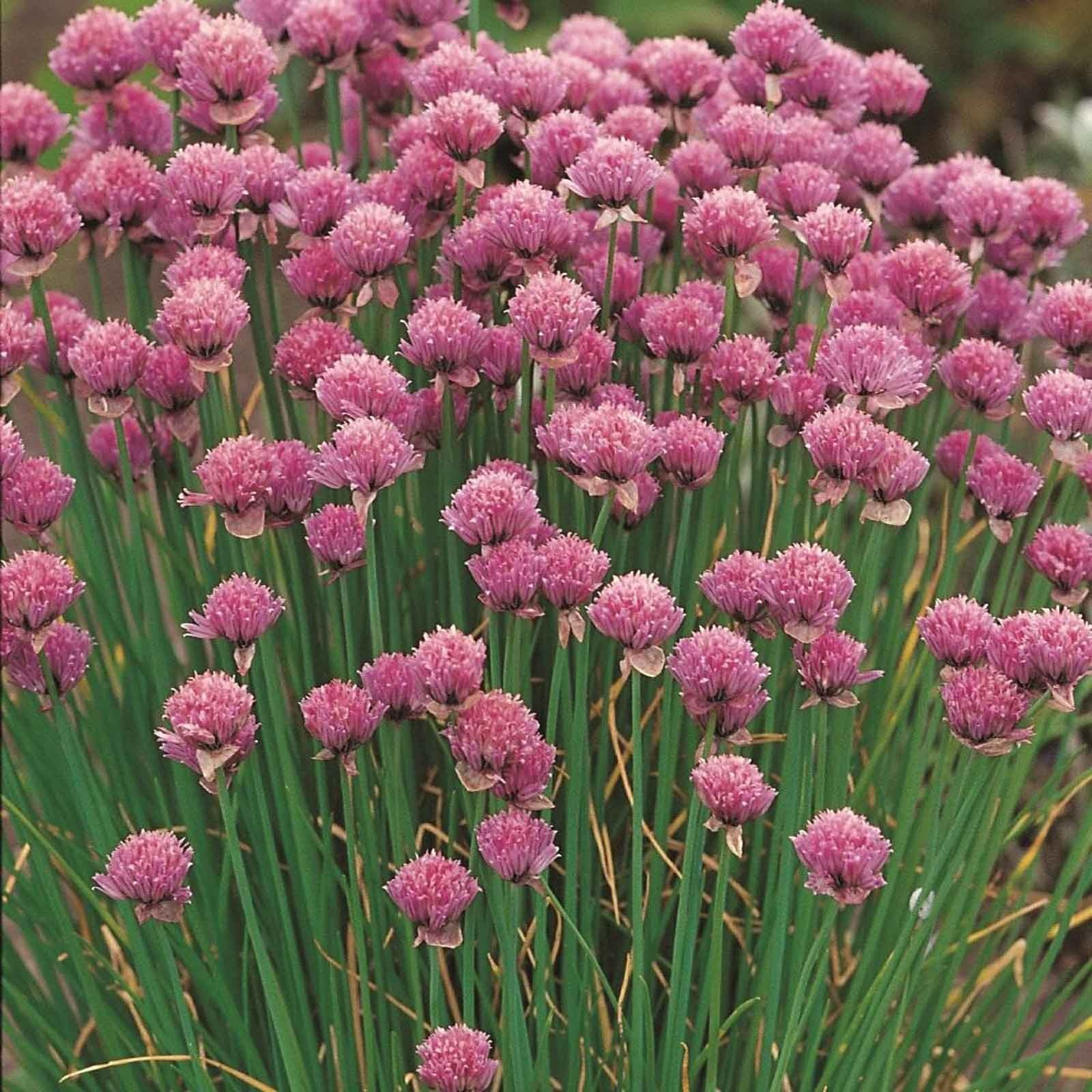 Chives 3 Plants Organic Harrod Horticultural chives-3-plants-organic-harrod-horticultural