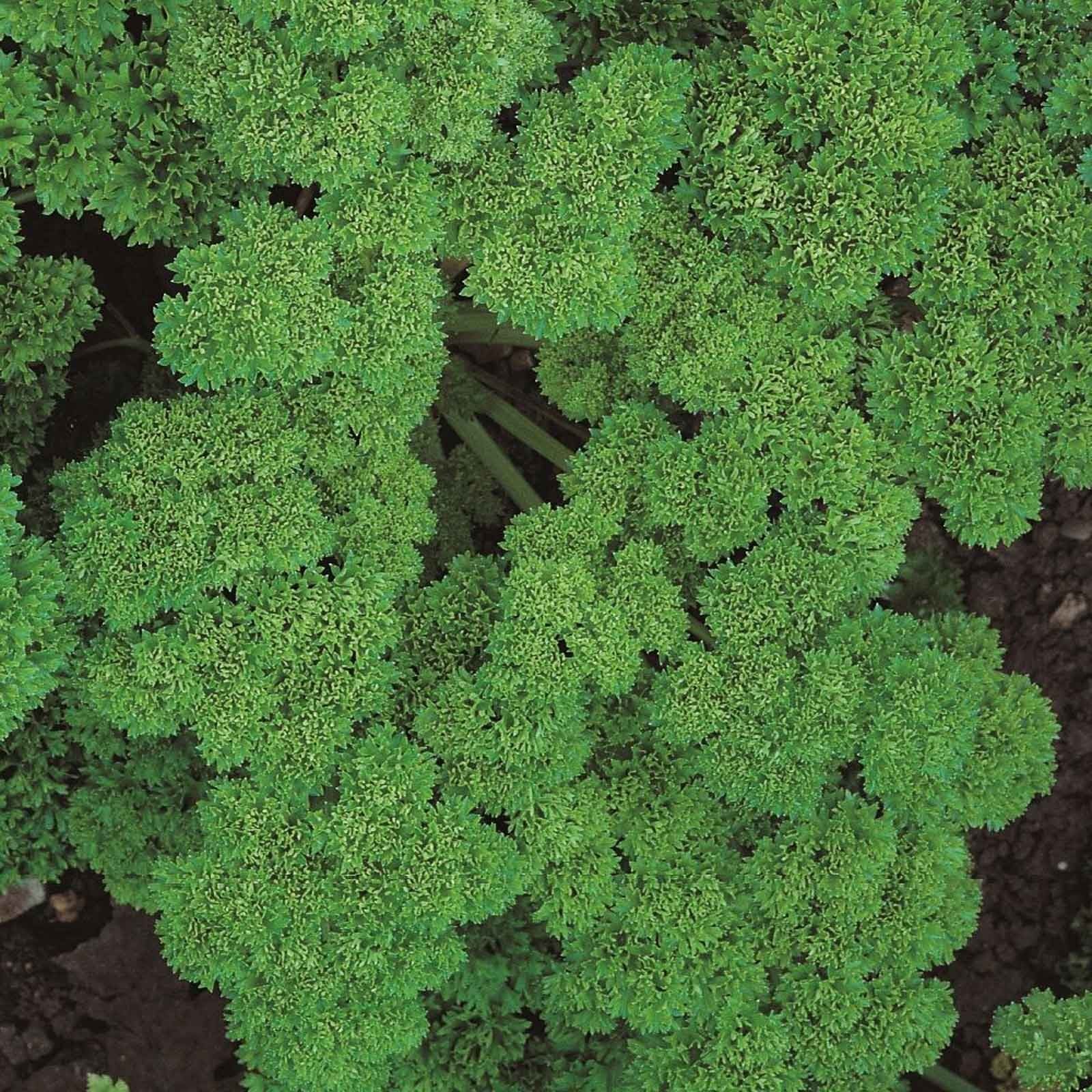 Curly Parsley (3 Plants) Organic Harrod Horticultural