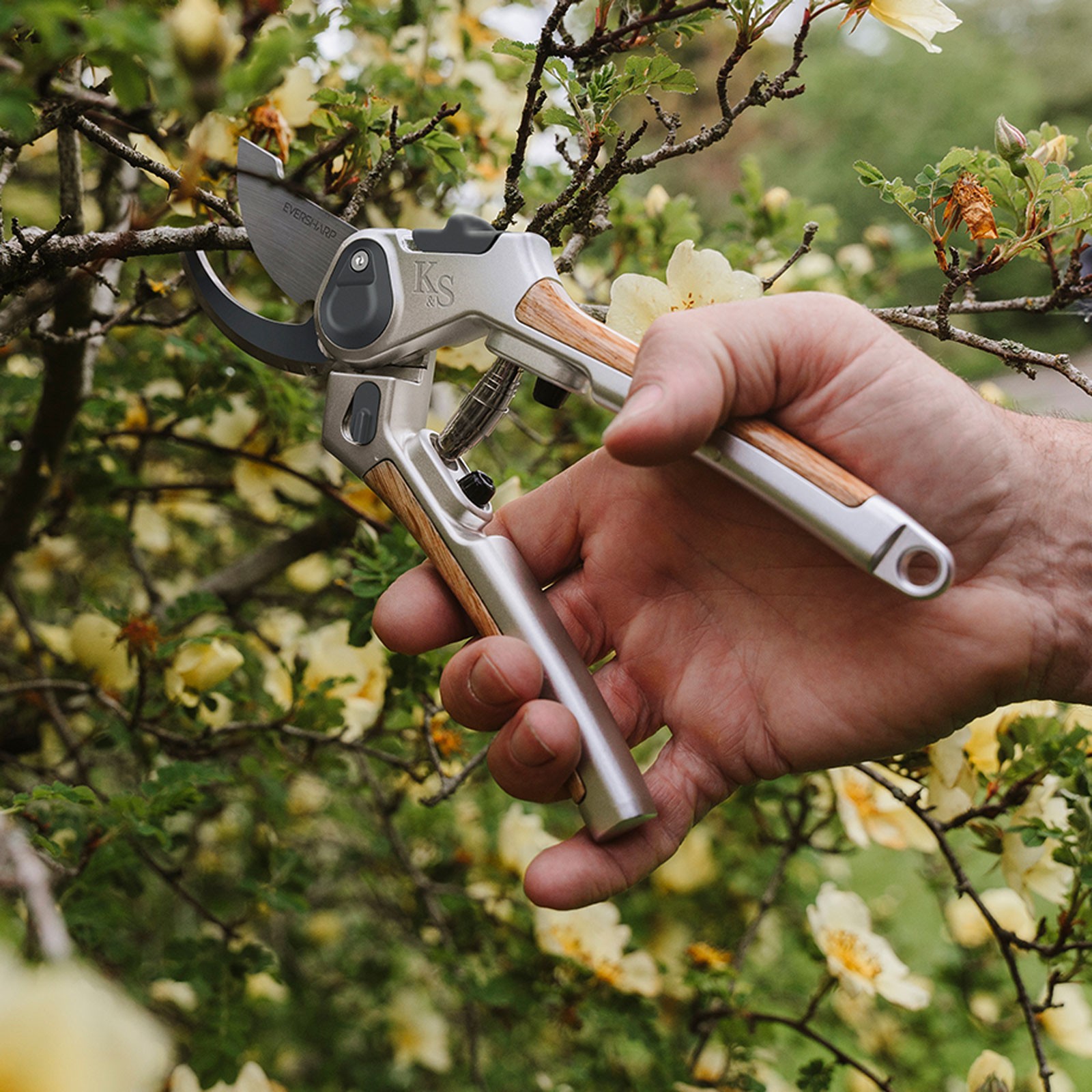 Secaters Insect Eversharp™ Bypass Secateurs - Harrod Horticultural