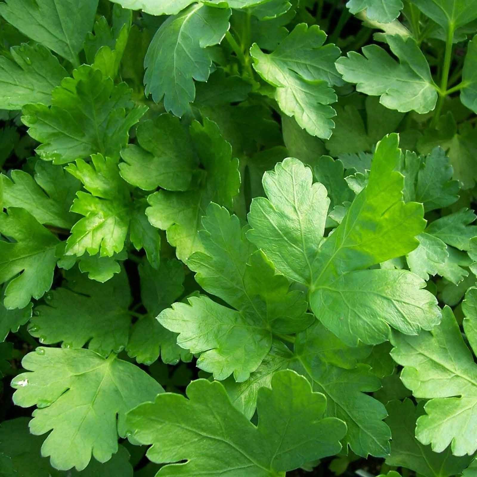 Parsley In Gujarati Flat Leaf Parsley (3 Plants) Organic - Harrod Horticultural