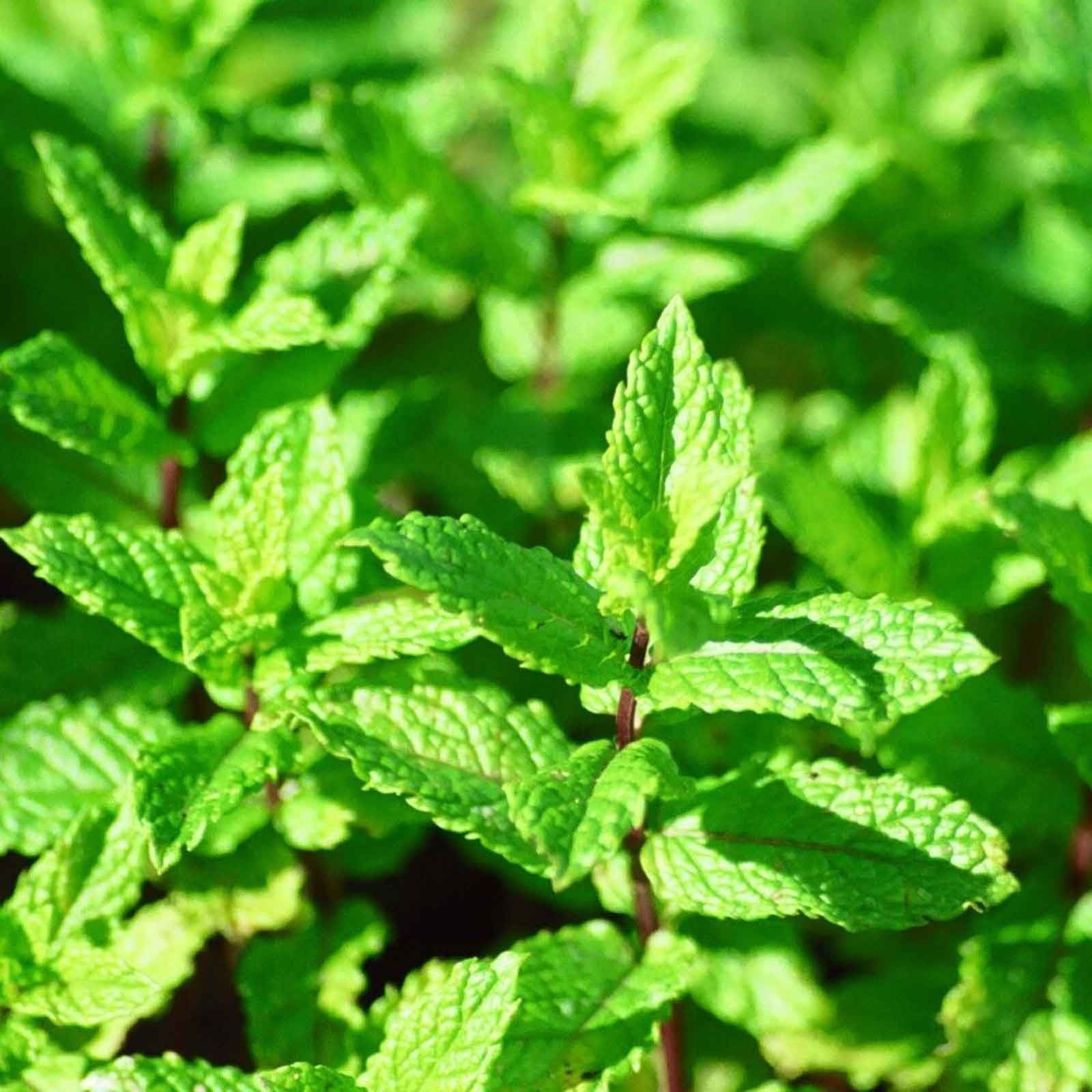 Garden Mint (3 Plants) Organic Harrod Horticultural