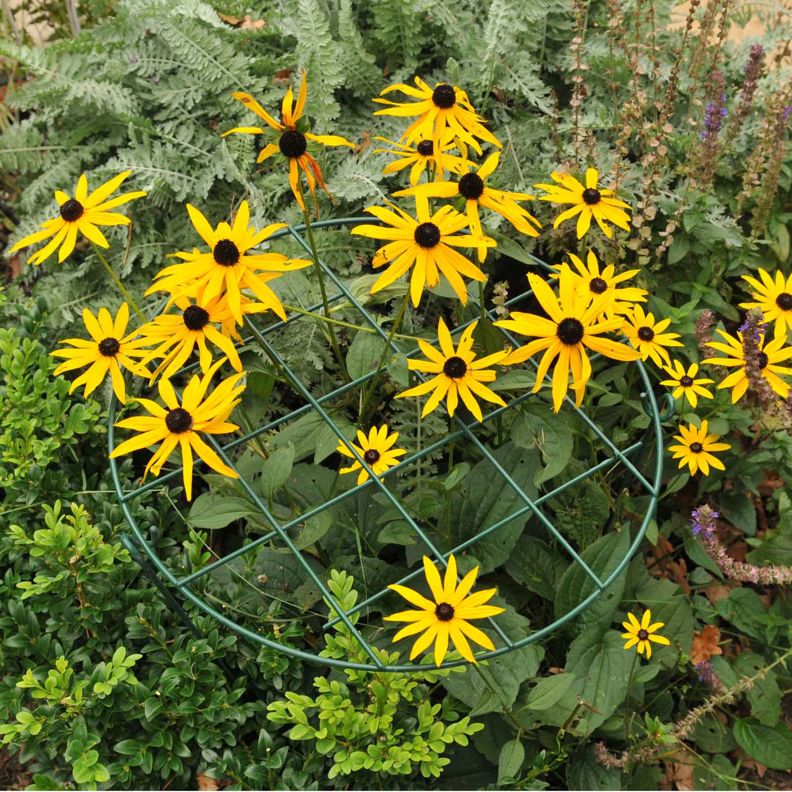 Grow Through Plant Support Rings Harrod Horticultural (UK)