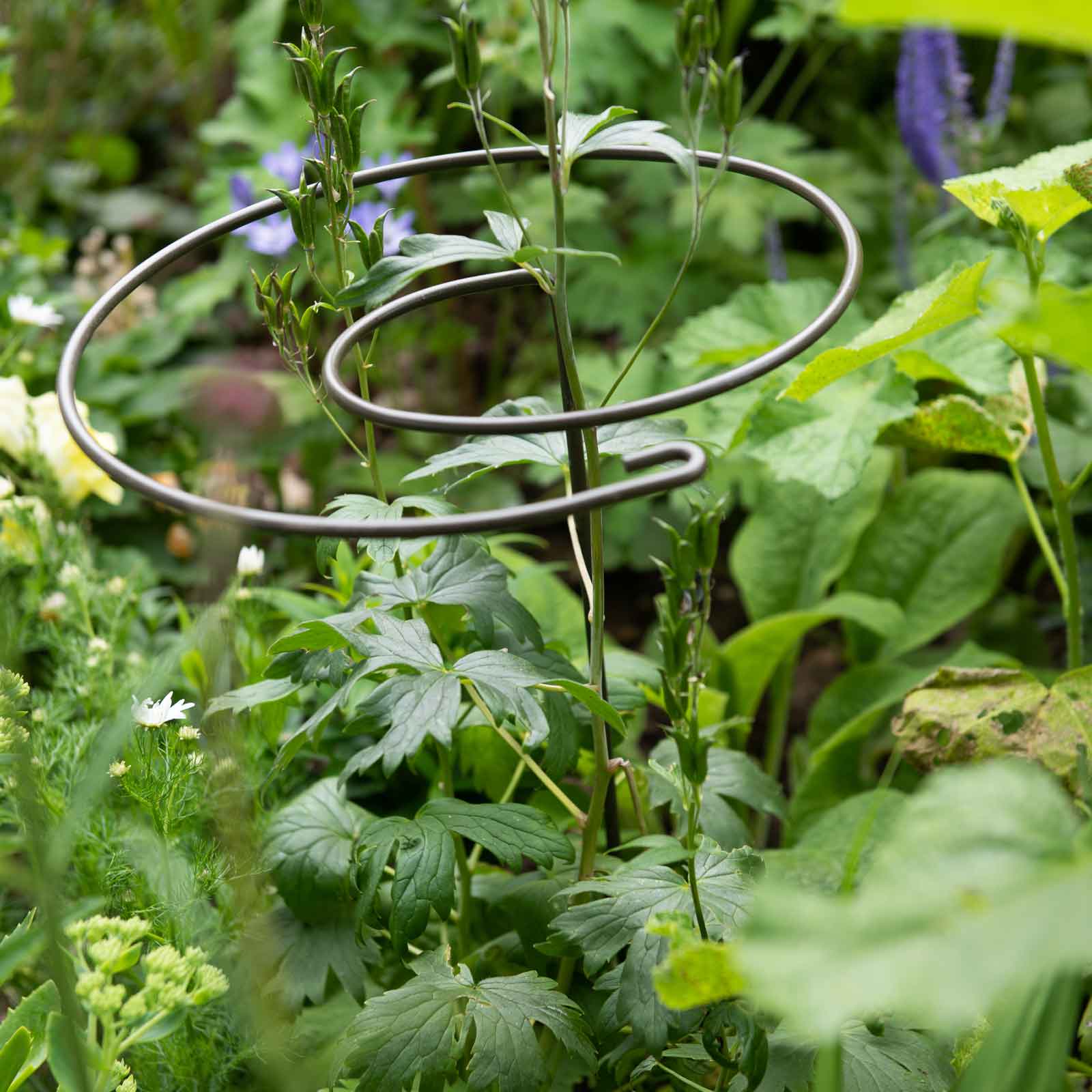 Harrod Spiral Plant Support - Harrod Horticultural