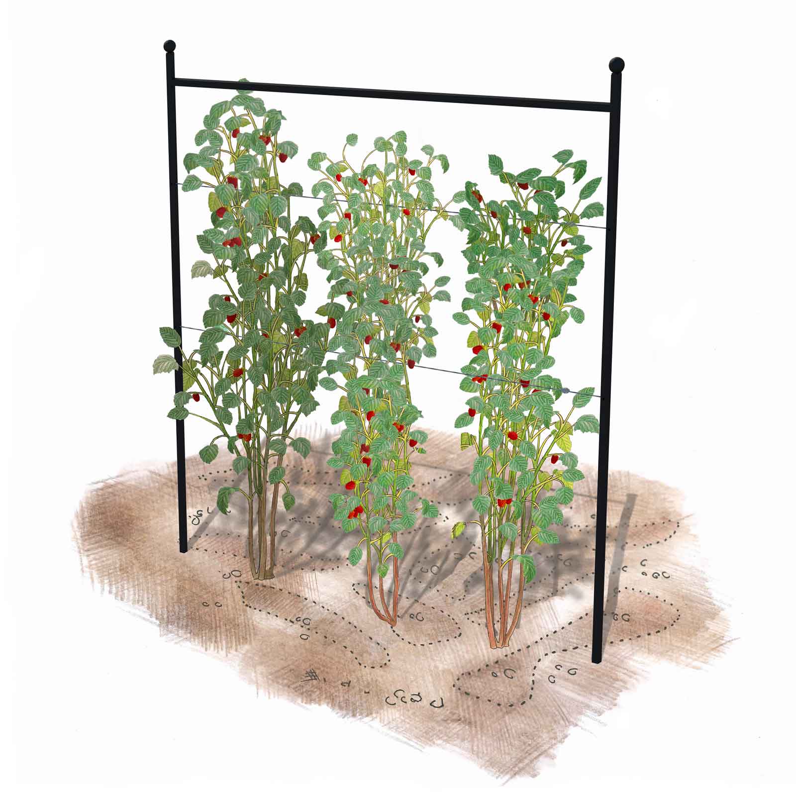 Harrod Summer Raspberry Support Plant Frames by Harrod Horticultural