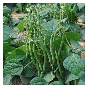 Organic French Beans Dwarf Maxi Seeds - Harrod Horticultural (UK)