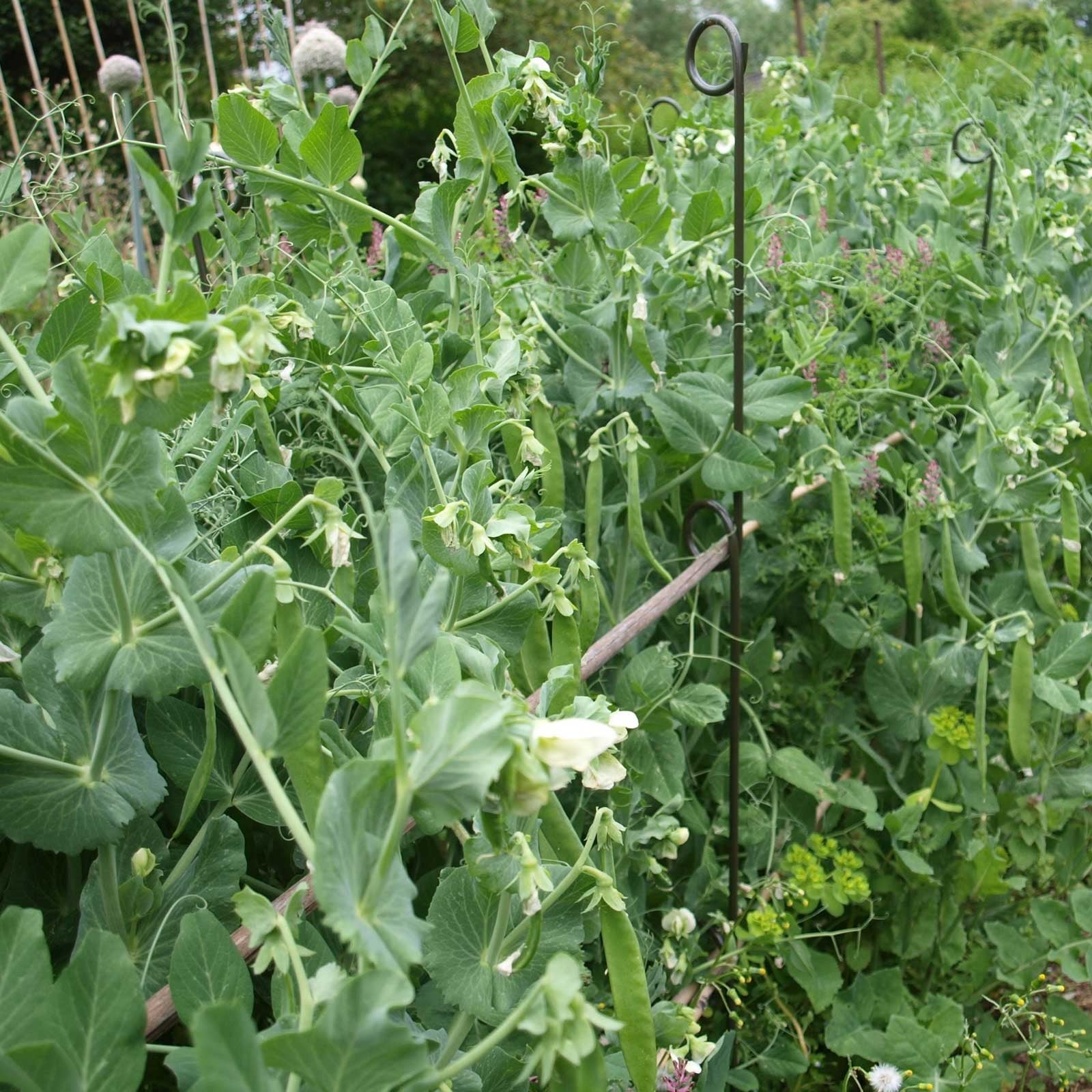 Pea and Bean Support Stakes (pack of 3) Harrod Horticultural