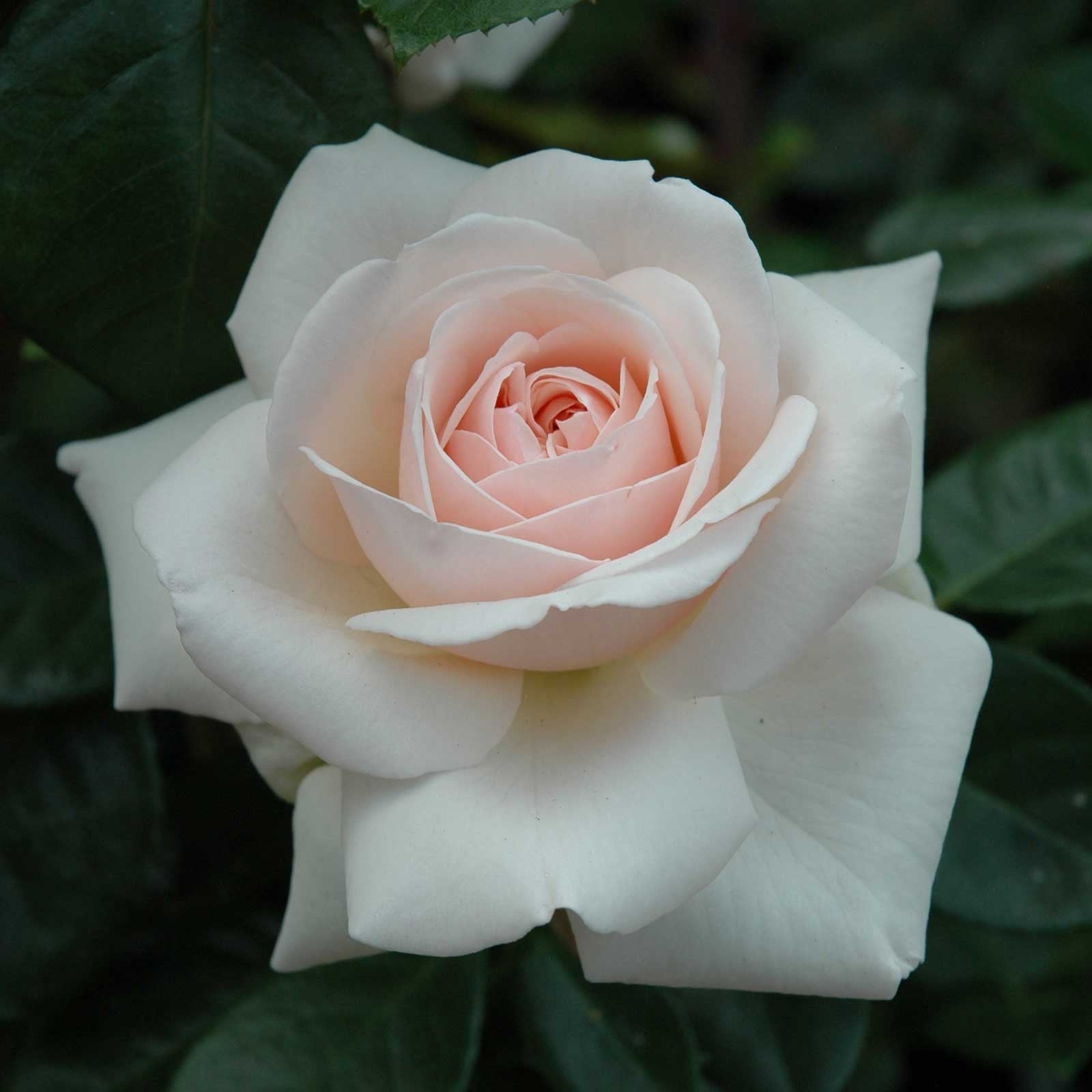 Penny Lane Climbing Rose Harrod Horticultural