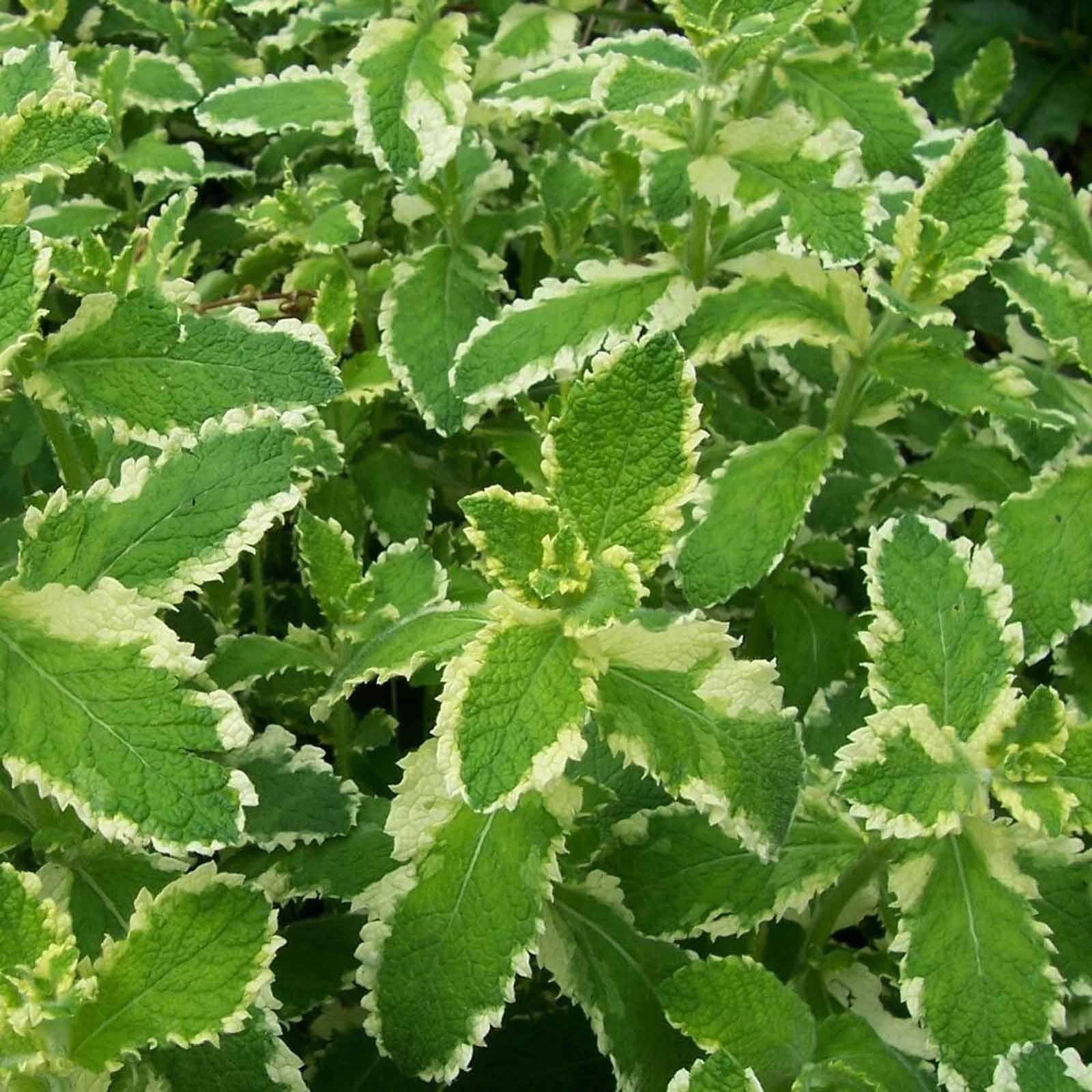Pineapple Mint (3 Plants) Organic Harrod Horticultural