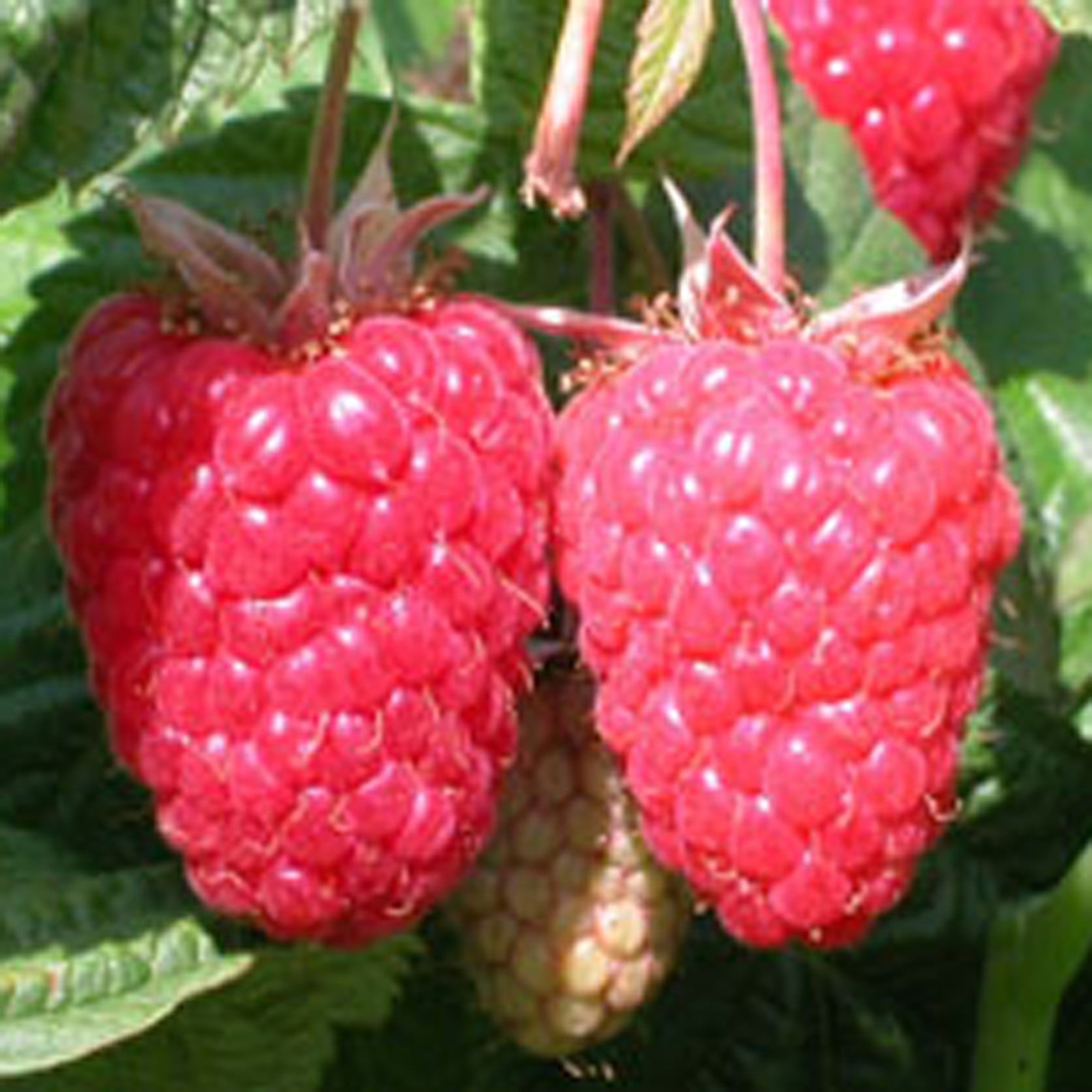 Raspberry Cascade Delight (Pack of 6 Canes) Harrod Horticultural
