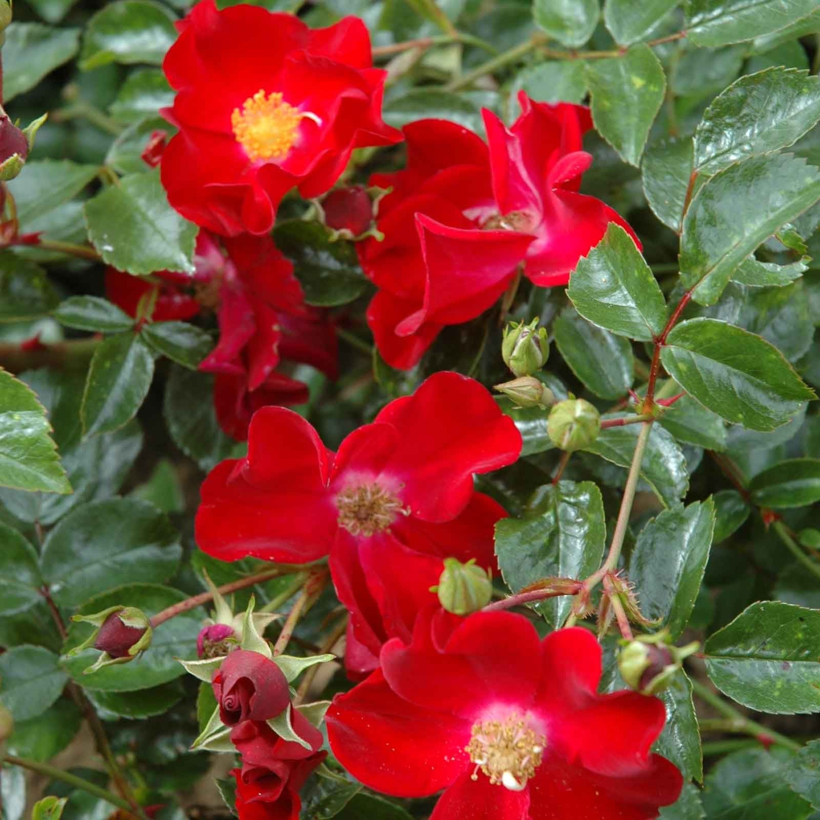 Red Velvet Flower Carpet (Procumbent Rose) Harrod Horticultural