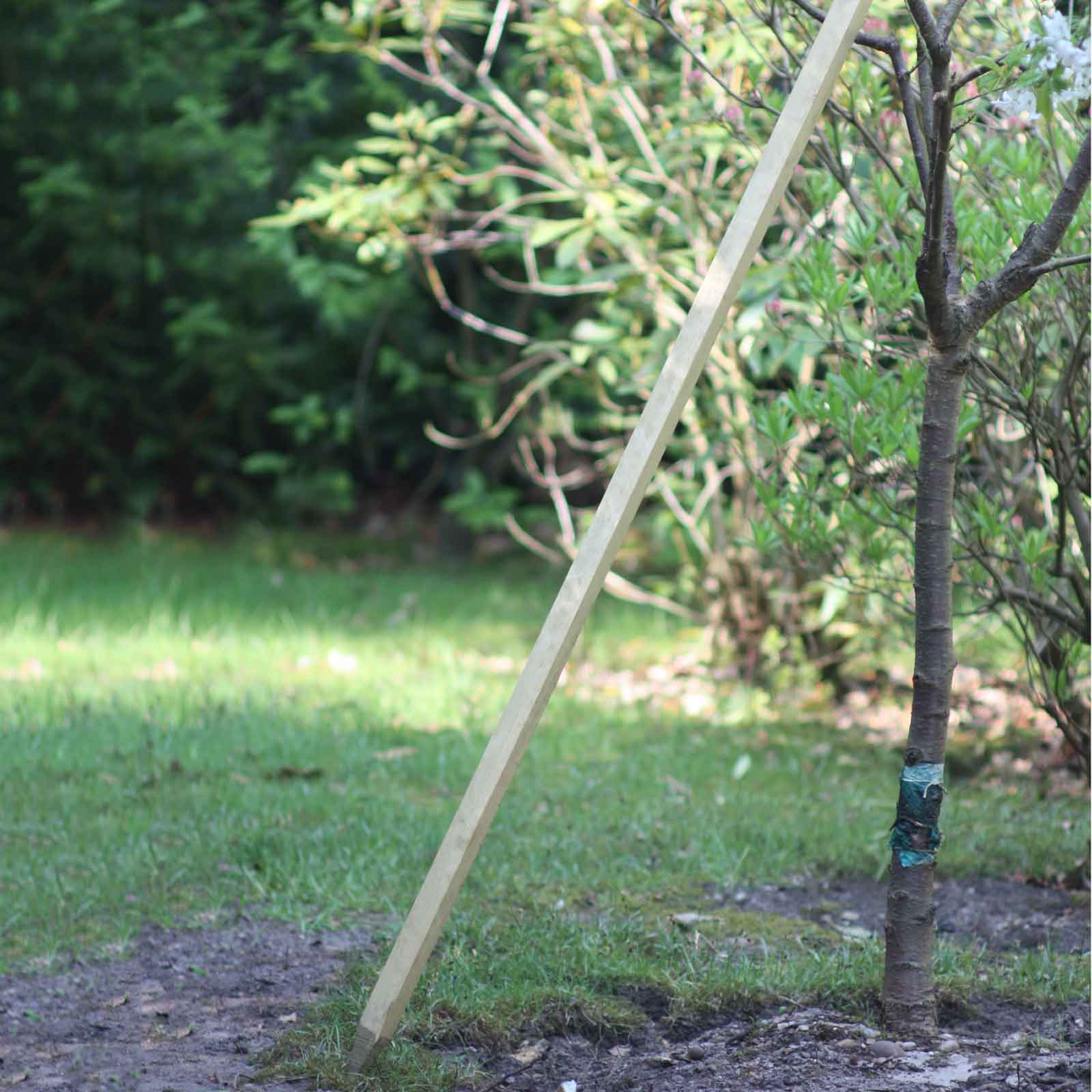 Redwood Plant/Tree Stakes 25mm sq x 1.2m Long 5 Pack Harrod Horticultural