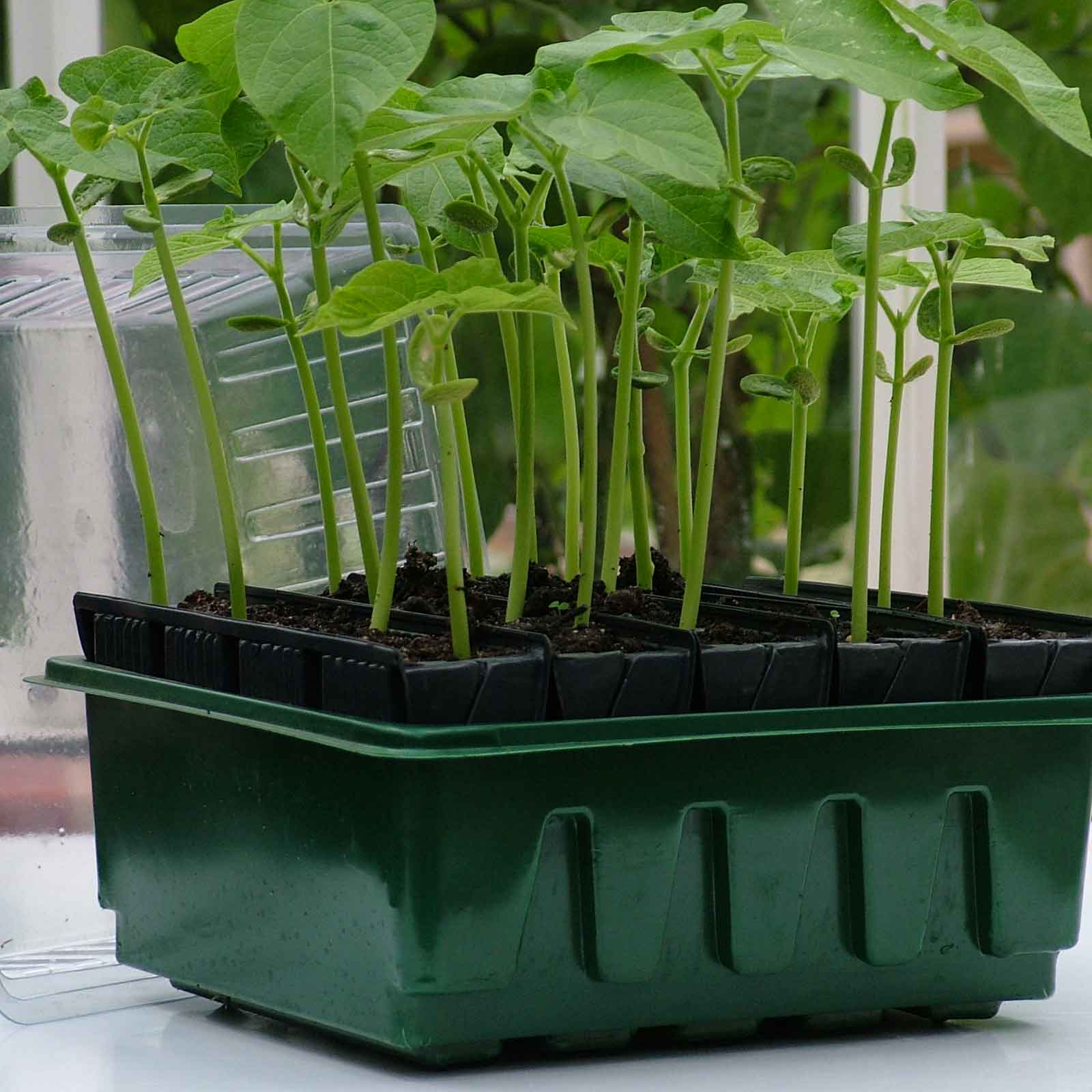 Rootrainers - Harrod Horticultural (UK)