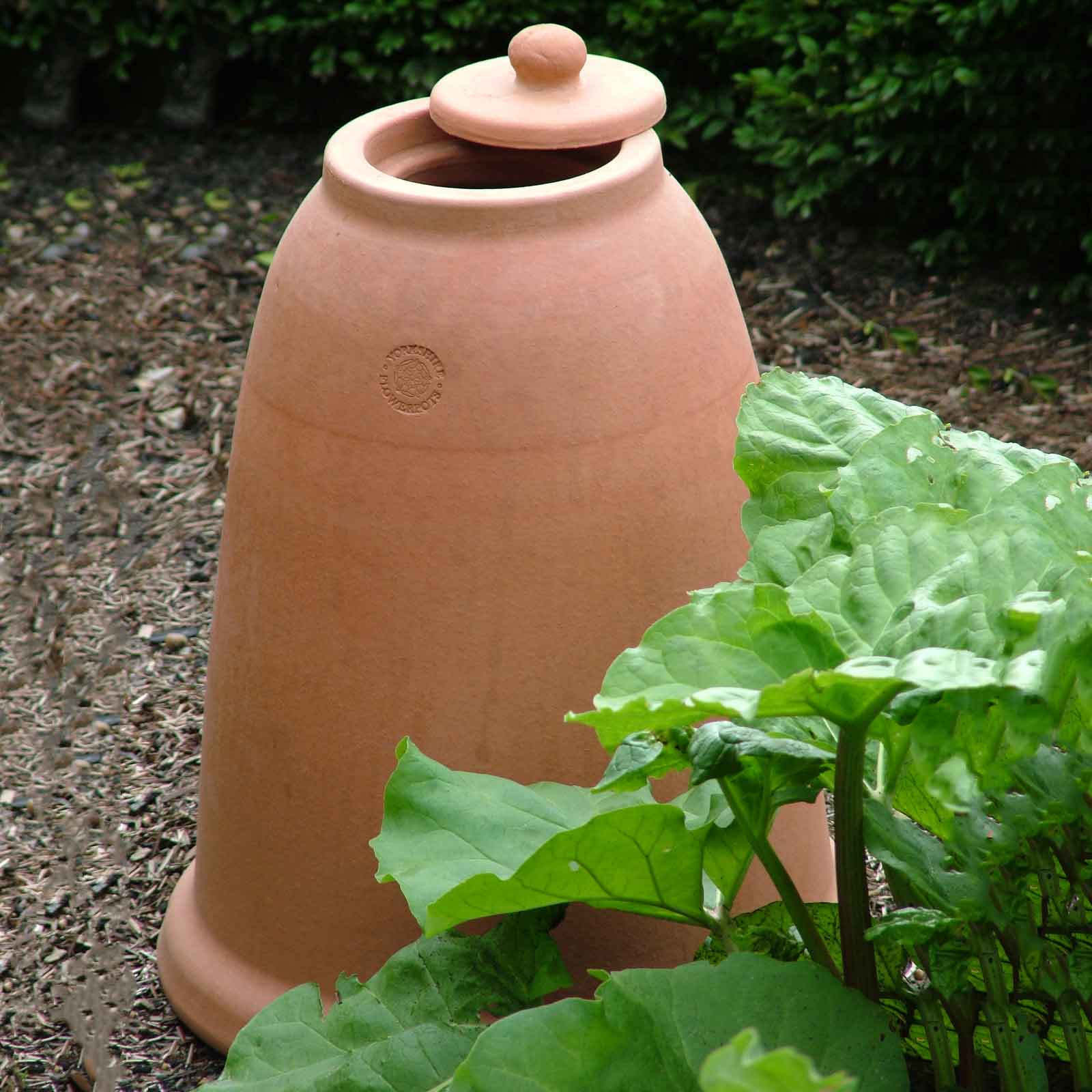 Small Terracotta Rhubarb Forcer Harrod Horticultural (UK)
