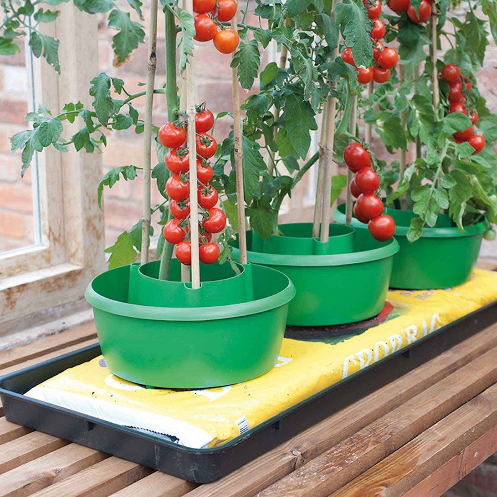 Tomato Plant Halos Harrod Horticultural (UK)