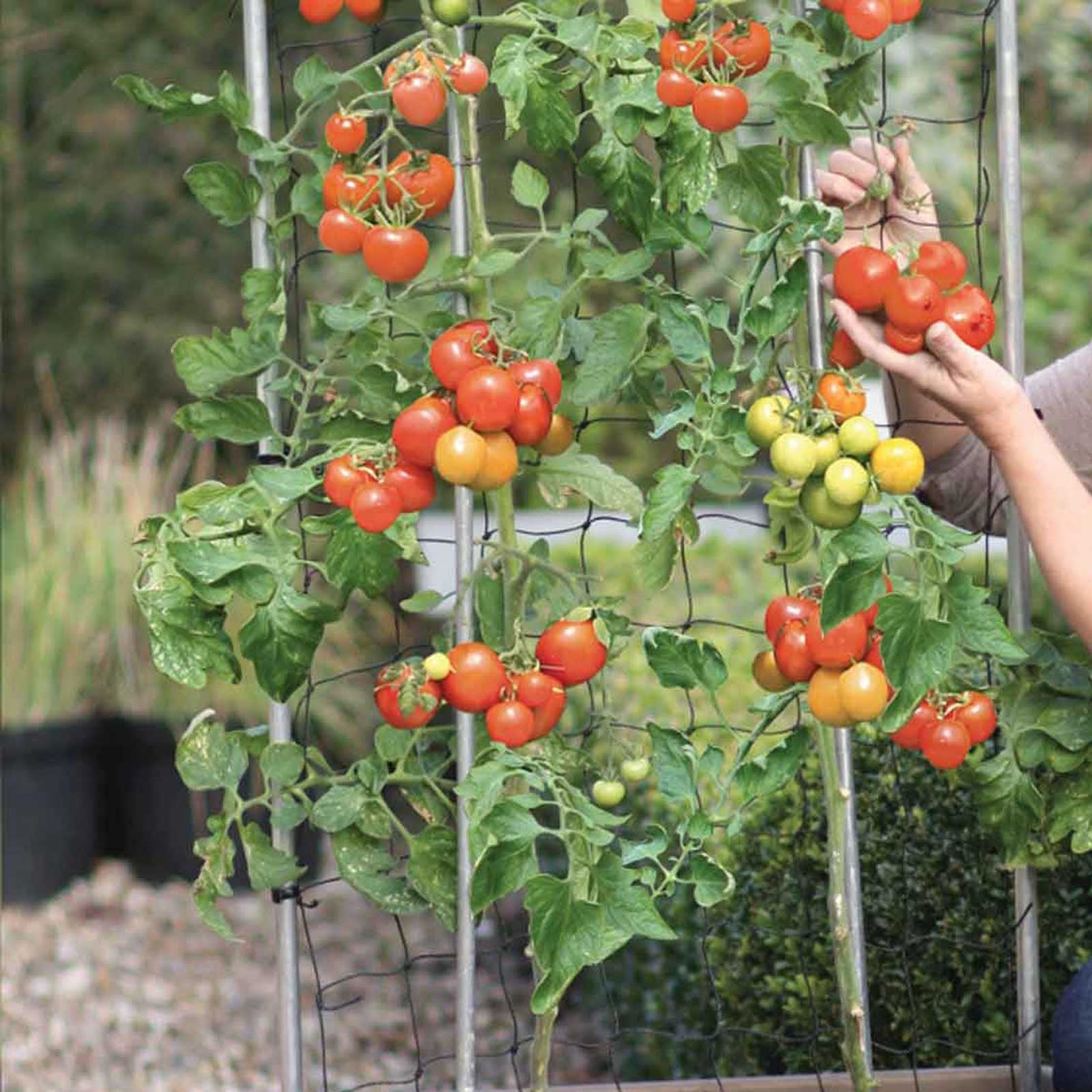Tomato Success Kit Harrod Horticultural (UK)