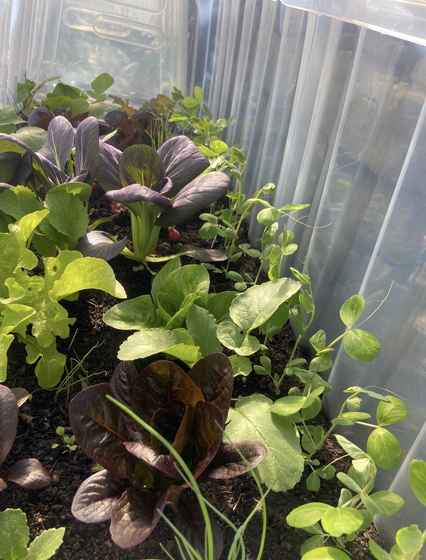 Brilliant for salad By Stephanie Jones Brilliant for salad By Stephanie Jones